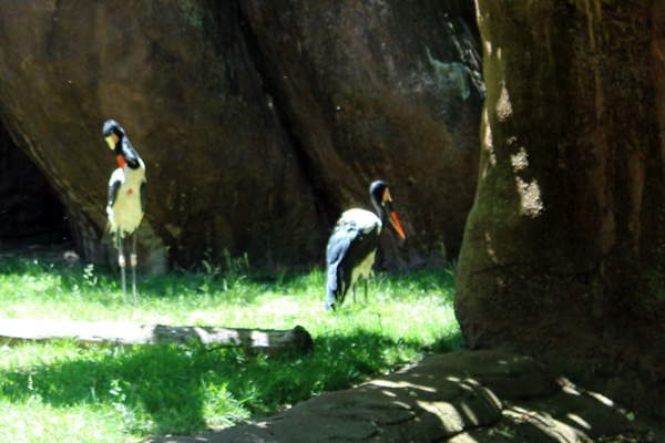 Saddle-billed Storks