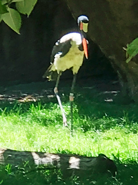 Saddle-billed Stork