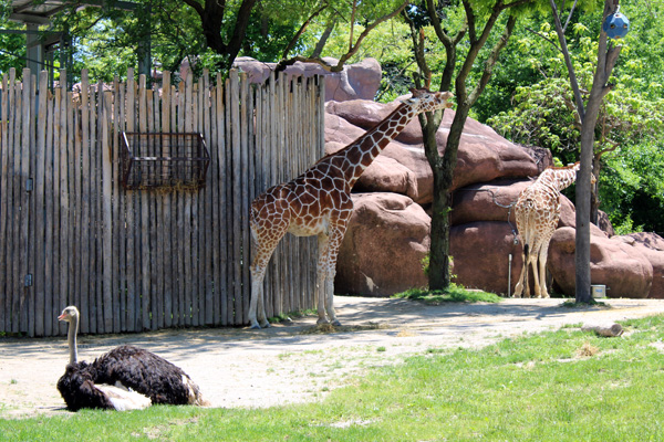 Giraffes