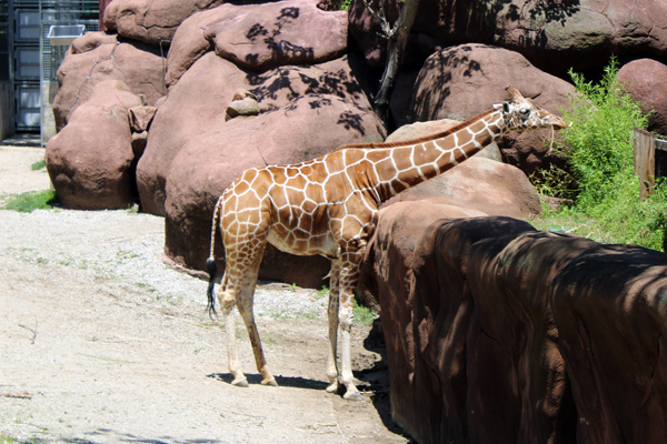 Giraffe