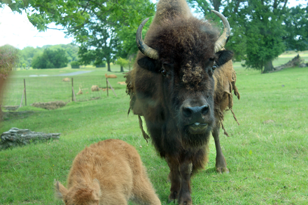 Bison
