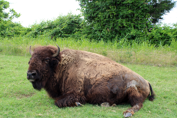 Bison