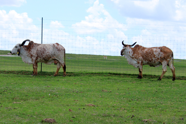 two animals