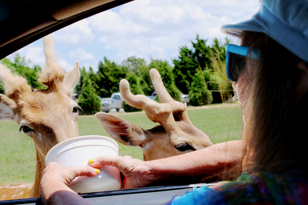 Karen Duquette feeding the animals