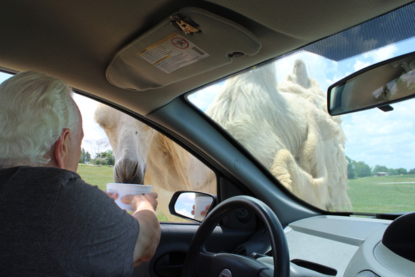Lee Duqette feeding a camel