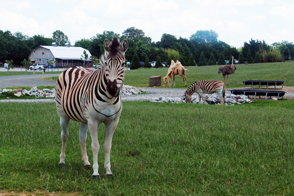 zebras and more