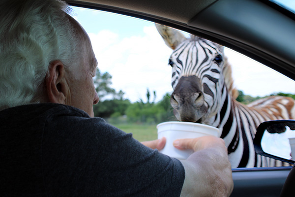 Lee Duquette feeding a zebra