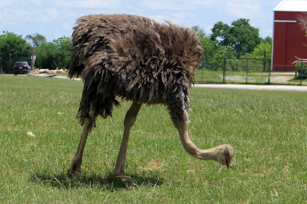  Ostrich