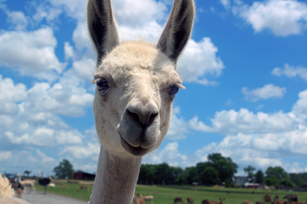 Llama staring in Karen's window