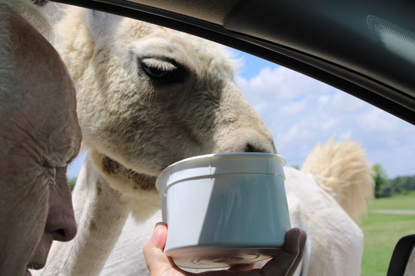 Lee Duquette feeding the Llama