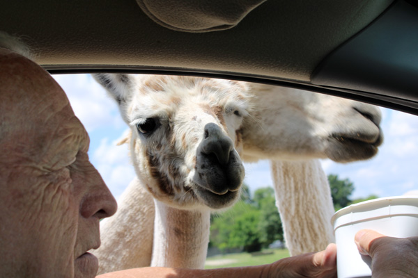 two Llamas fighting for the food