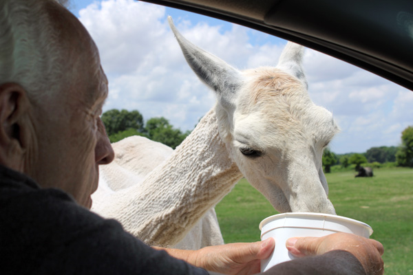 Lee Duquette feeding the Llama