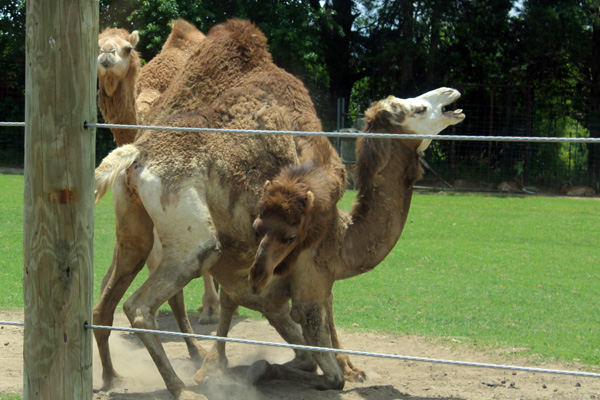 Three camels all tangled up together