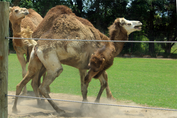 Three camels all tangled up together