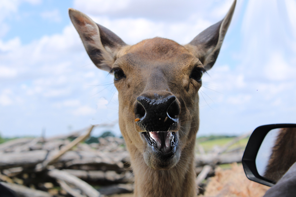 deer with mouth open