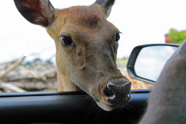 deer's head in the window