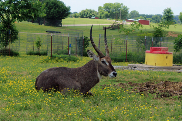 gazelle