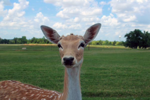 deer posing for the camera