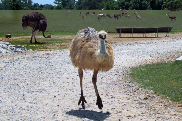 ostrich