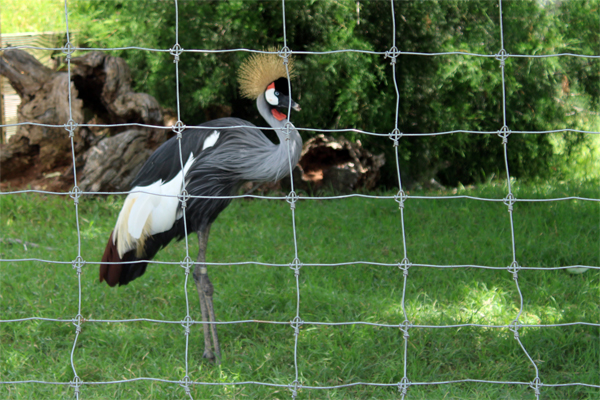 crane