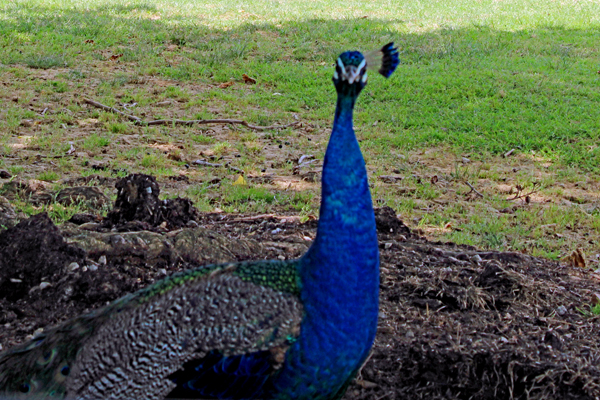 peacock