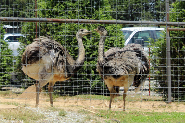 emus