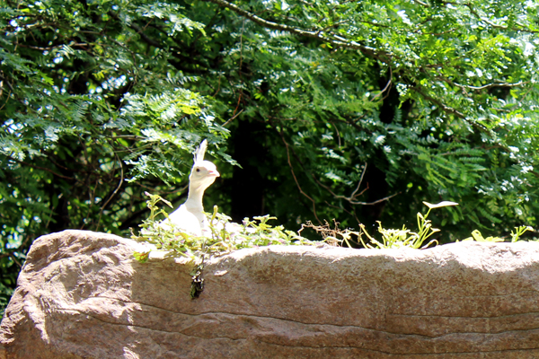 white peacock