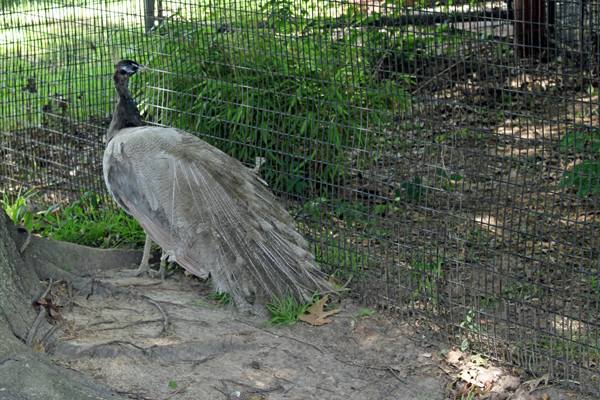 peacock