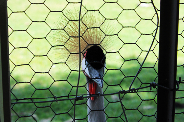 East African Crowned Crane