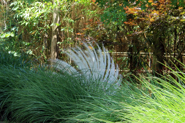 White Peacock