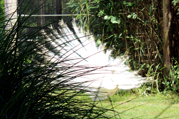 White Peacock