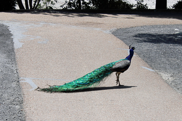 peacock