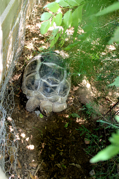 turtle