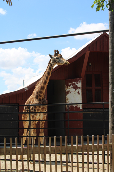 giraffe
