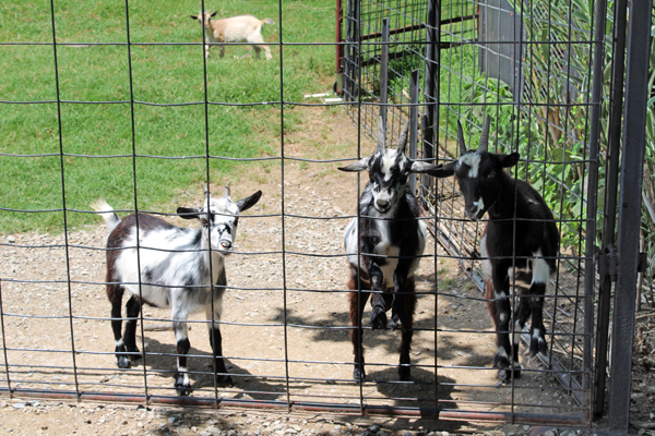 goats