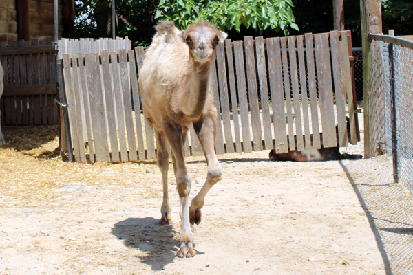 camel