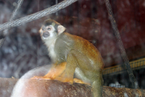 Squirrel Monkey