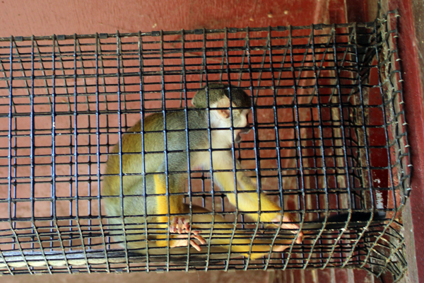 Squirrel Monkey