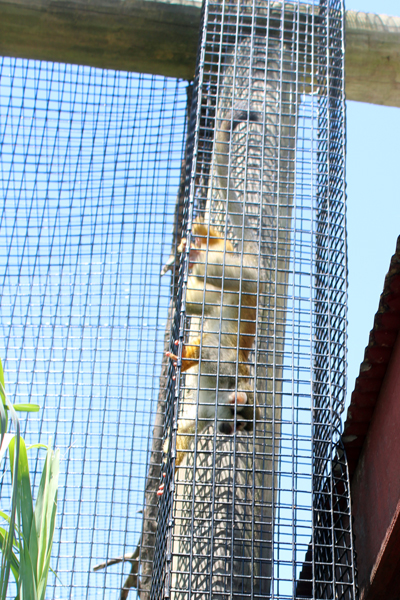 Squirrel Monkey