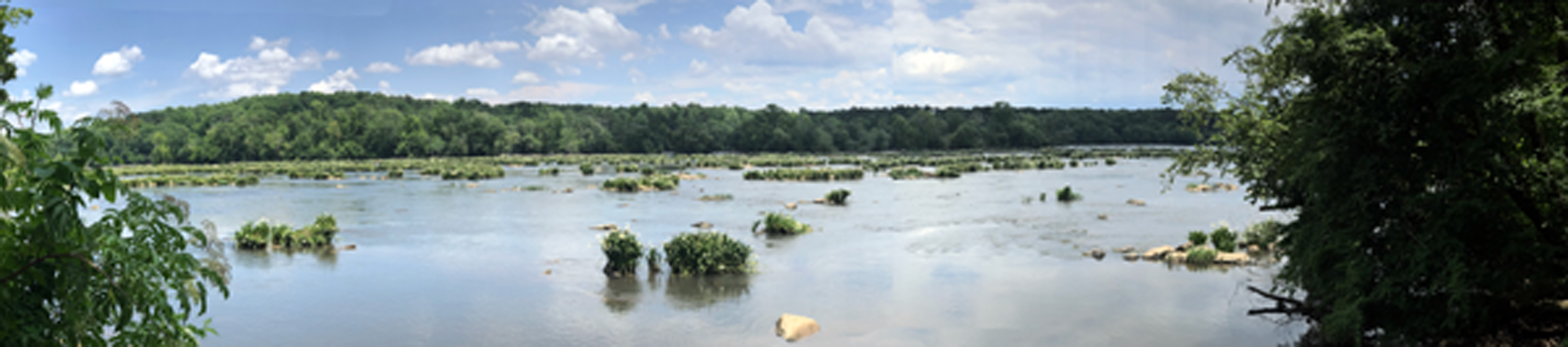 Landsford Canal and the Spideerr Lilies