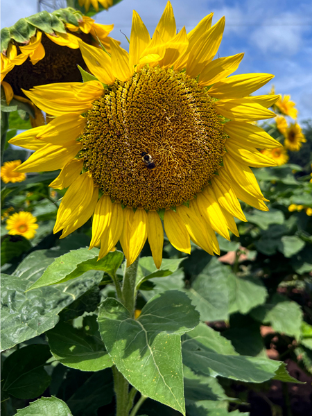 sunflower and a bee