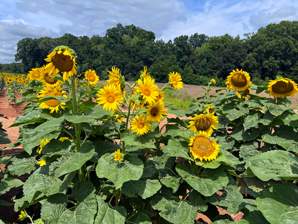 sunflowers