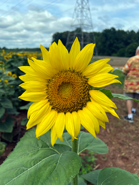 sunflower