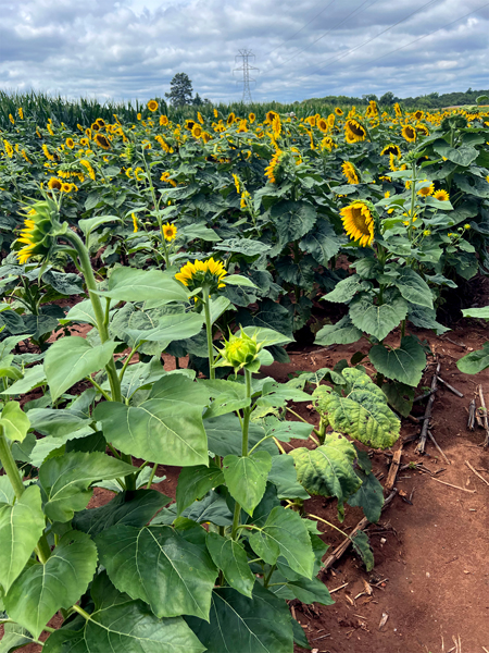 sunflower field