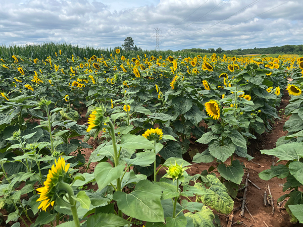 sunflowers