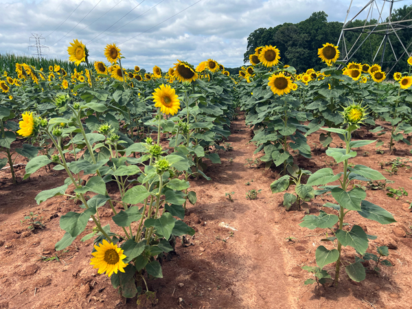 sunflower field