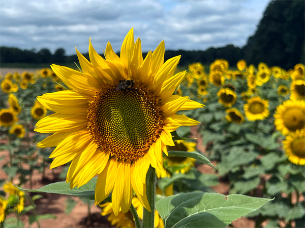 sunflower field