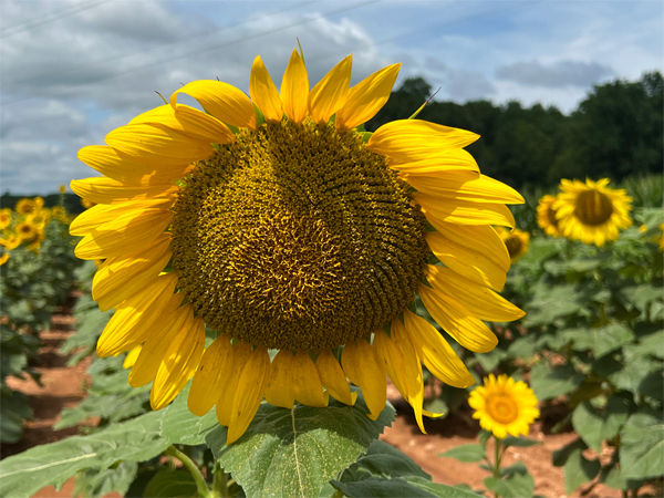 sunflower