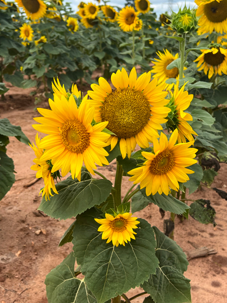 Several sunflowers on one stem