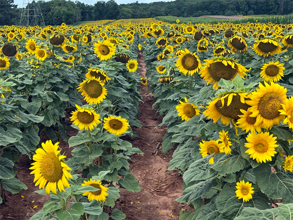 Several sunflowers 